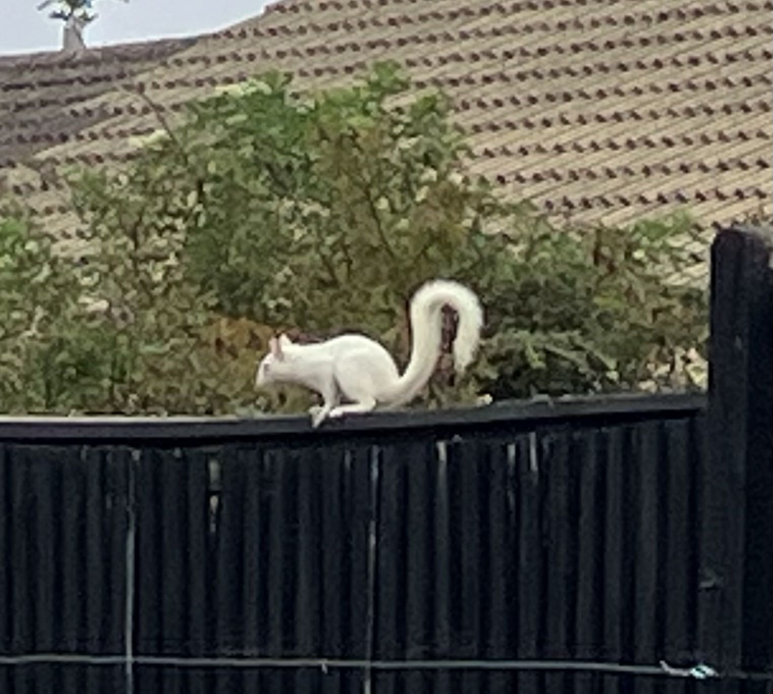 White Squirrel